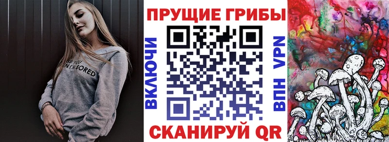 Псилоцибиновые грибы Psilocybe  Купить  Томари 